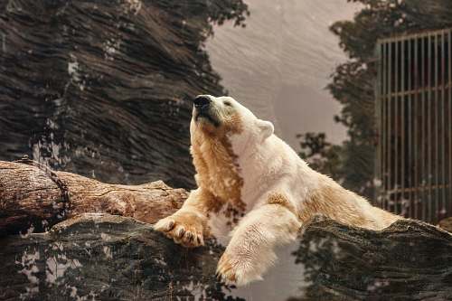hd wallpapers polar bear lying on brown rock hd backgrounds